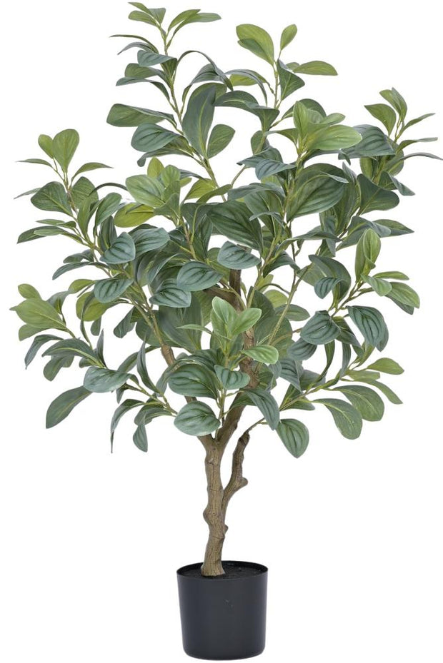Vericated Schefflera Plant In Pot (2.8ft)