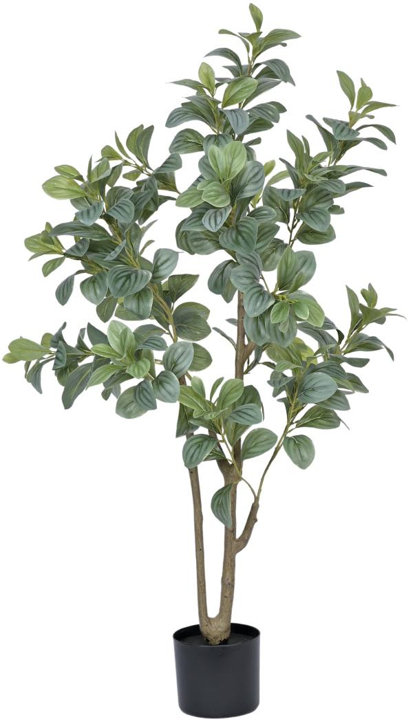 Vericated Schefflera Plant In Pot (4ft)
