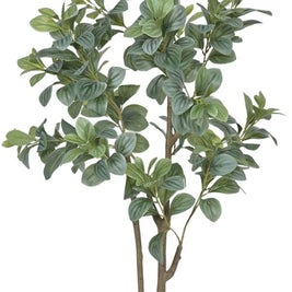Vericated Schefflera Plant In Pot (4ft)