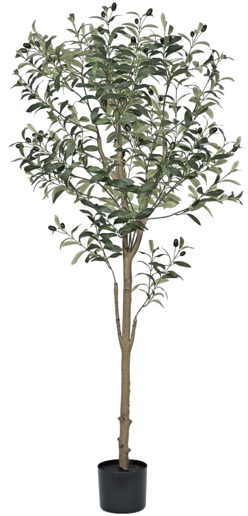 Olive Tree Plant In Pot (5ft)