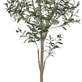 Olive Tree Plant In Pot (5ft)