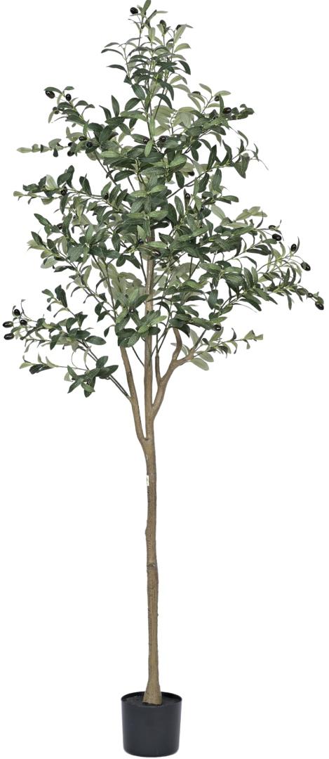 Olive Tree Plant In Pot (6ft)