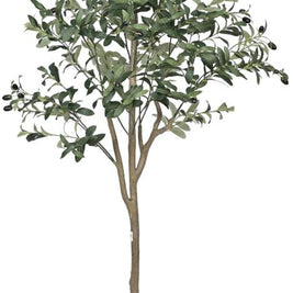 Olive Tree Plant In Pot (6ft)