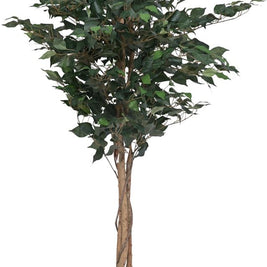 5 Feet Natural Ficus Tree