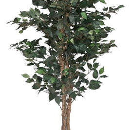 7 Feet Natural Ficus Tree