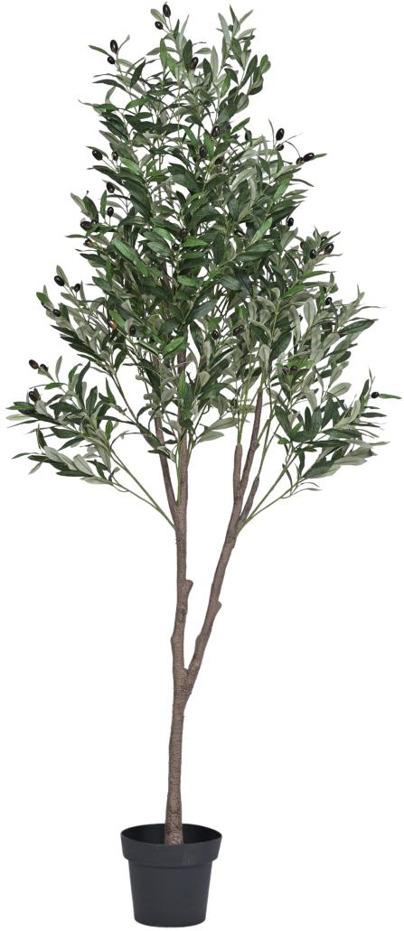 6 Feet Multistem Olive Tree In Pot