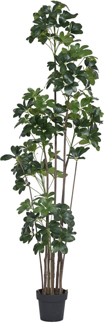 190cm Multistem Schefflera Leaf Plant In Pot