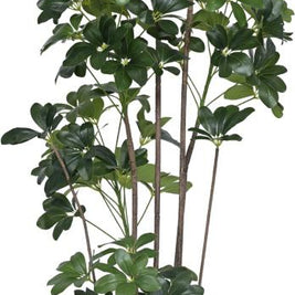 190cm Multistem Schefflera Leaf Plant In Pot