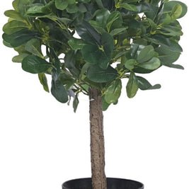 60cm Schefflera Ball Plant In Pot