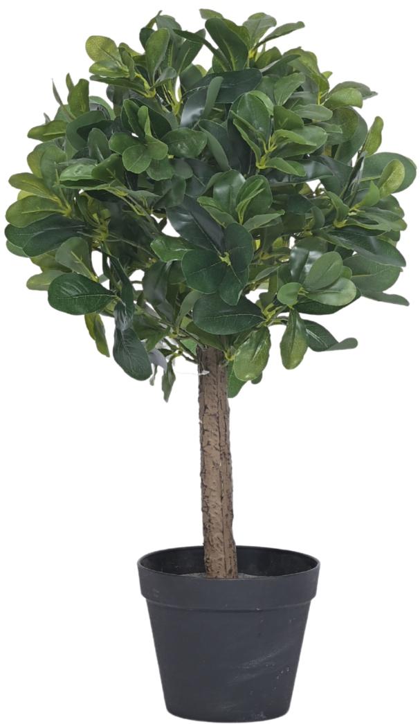 60cm Schefflera Ball Plant In Pot