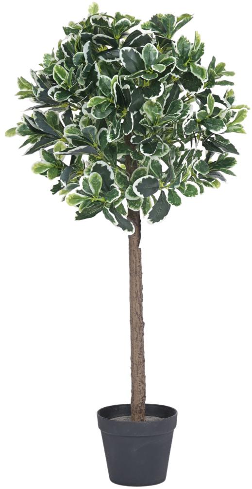 90cm Vericated Schefflera Ball Plant In Pot
