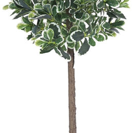 90cm Vericated Schefflera Ball Plant In Pot