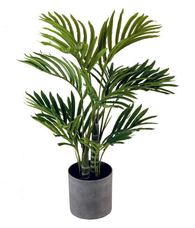 Golden Palm Plant in Pot