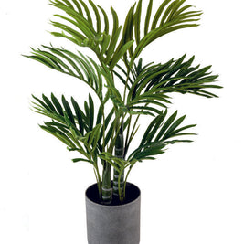 Golden Palm Plant in Pot