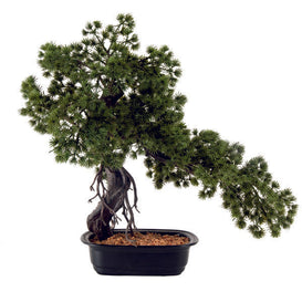 Japanese Pine Bonsai in Pot