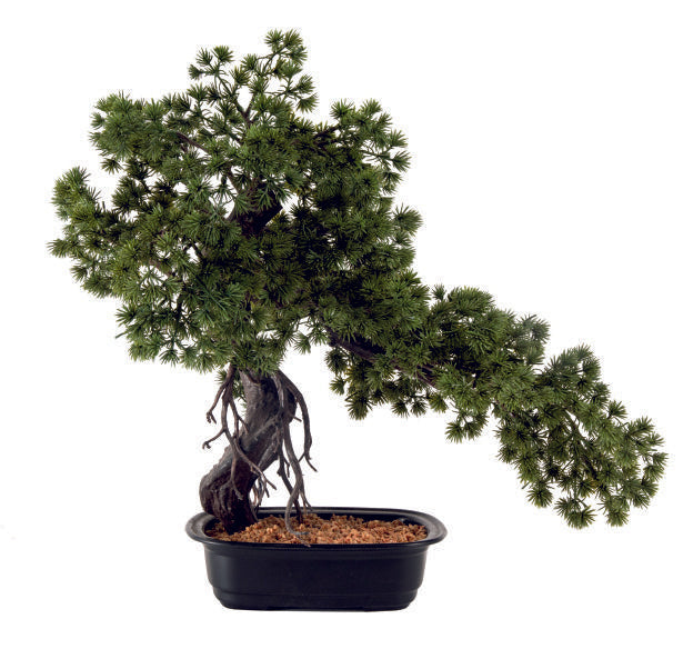 Japanese Pine Bonsai in Pot