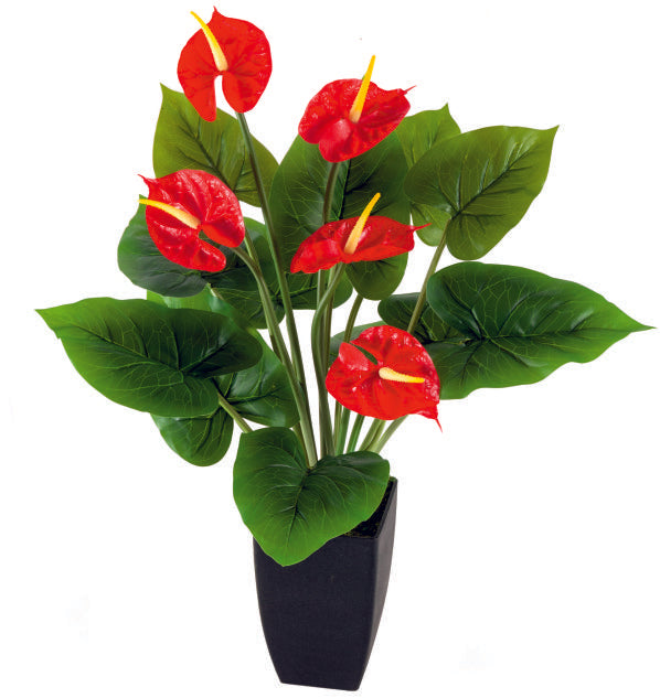 5 Anthorium with 12 Leaves in Pot