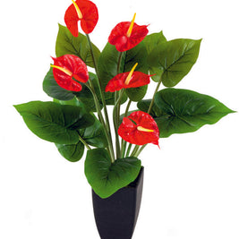 5 Anthorium with 12 Leaves in Pot