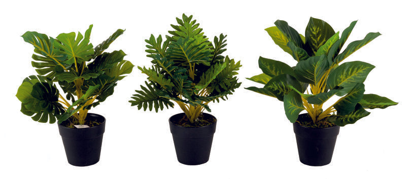 Diffen Bachia in Pot (3 Designs)