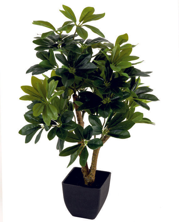 Real Touch Schefflera in Pot