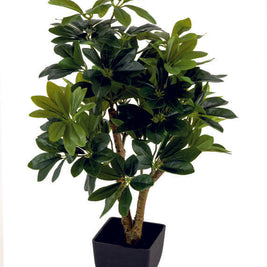 Real Touch Schefflera in Pot