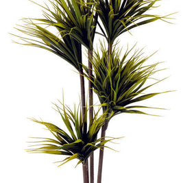 7 in 1 Premium Yucca Plant