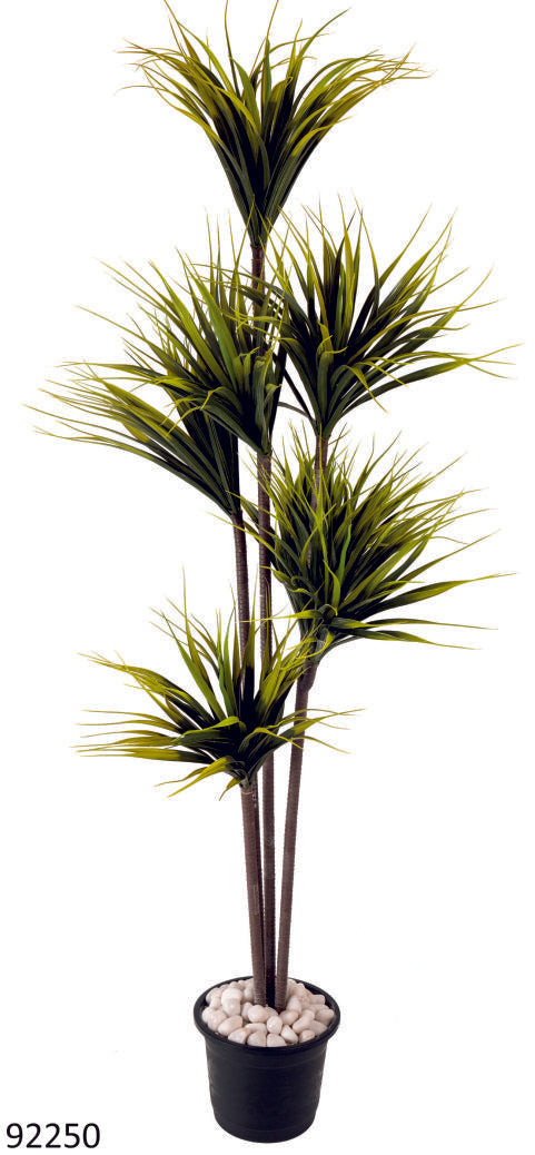 7 in 1 Premium Yucca Plant
