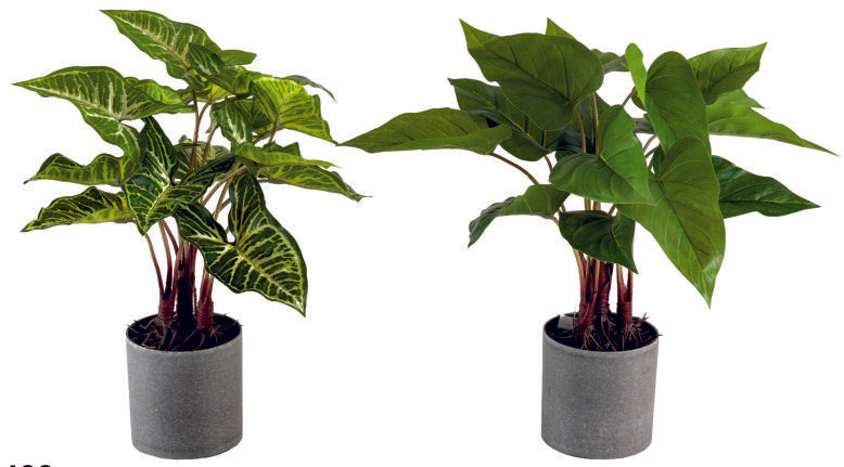 Diffen & Pothos in Grey Pot