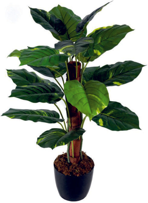 Philo in Moss Stick Plant