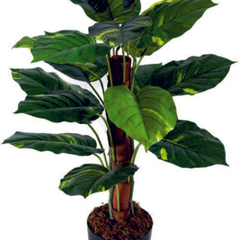 Philo in Moss Stick Plant