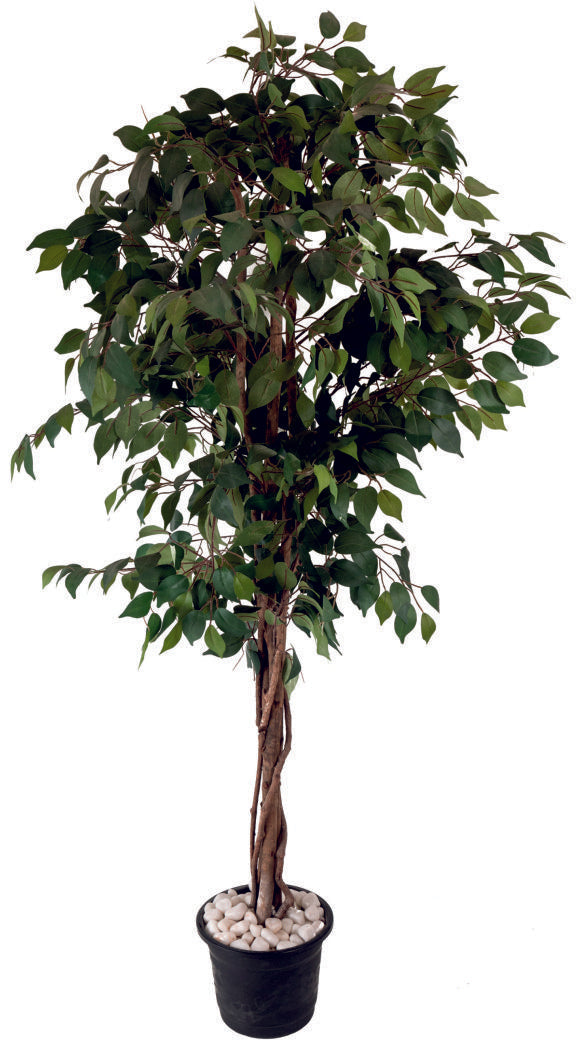 Ficus Tree in Wooden Bark