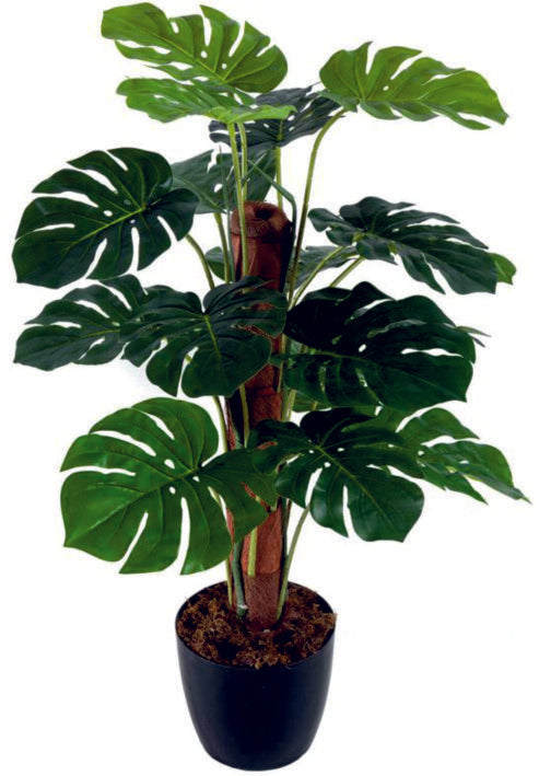 Split Philo in Moss Stick Plant