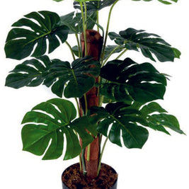 Split Philo in Moss Stick Plant