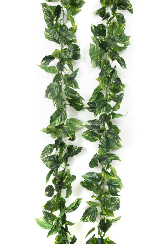 Money Plant Big Leaves Garland – 9ft