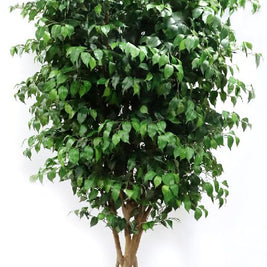3m Jumbo Ficus Plant in Pot