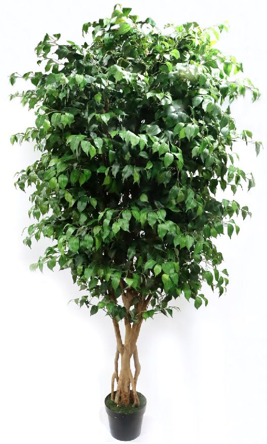 3m Jumbo Ficus Plant in Pot