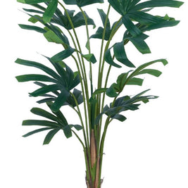 120 Cm Raphis Palm In Pot