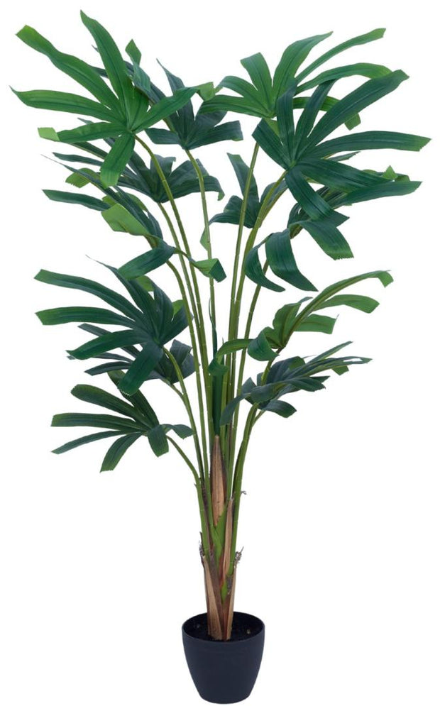 120 Cm Raphis Palm In Pot