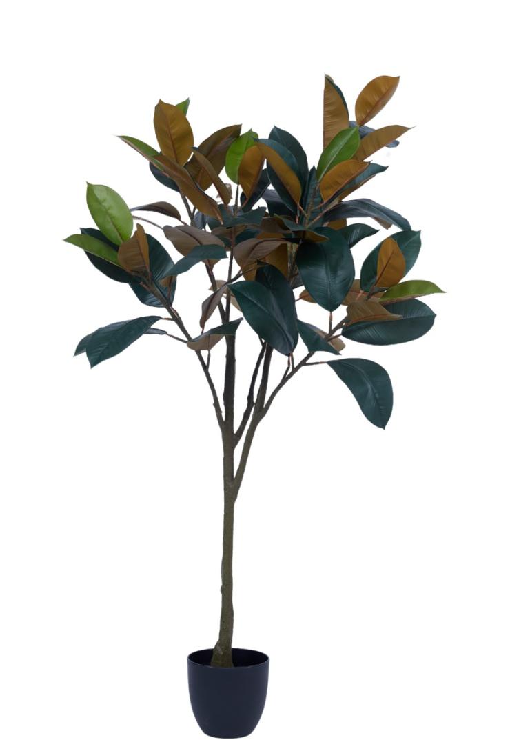 1.5m 7 Fork 64 Leaves Rubber Tree In Pot