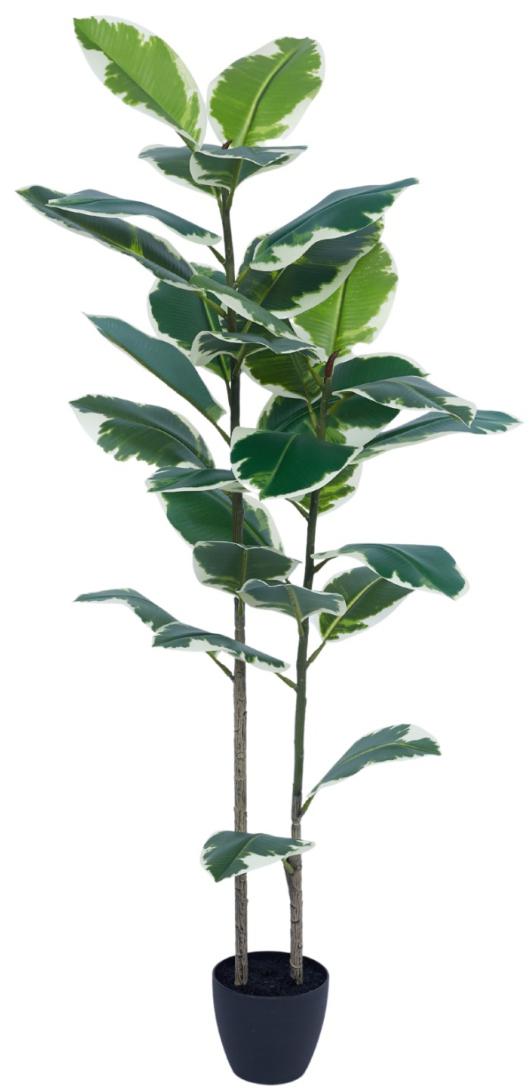 125cm 2 Head Vericated Rubber Tree In Pot
