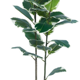 125cm 2 Head Vericated Rubber Tree In Pot