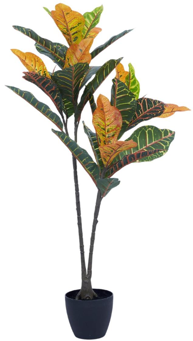 1m 2 Head 32 Leaves Croton Plant In Pot