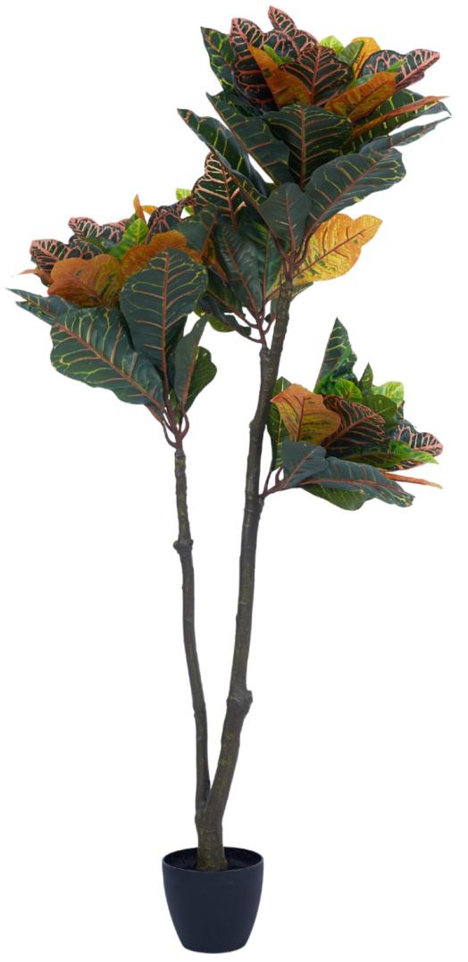 1.3m 2 Head 90 Leaves Croton Plant In Pot