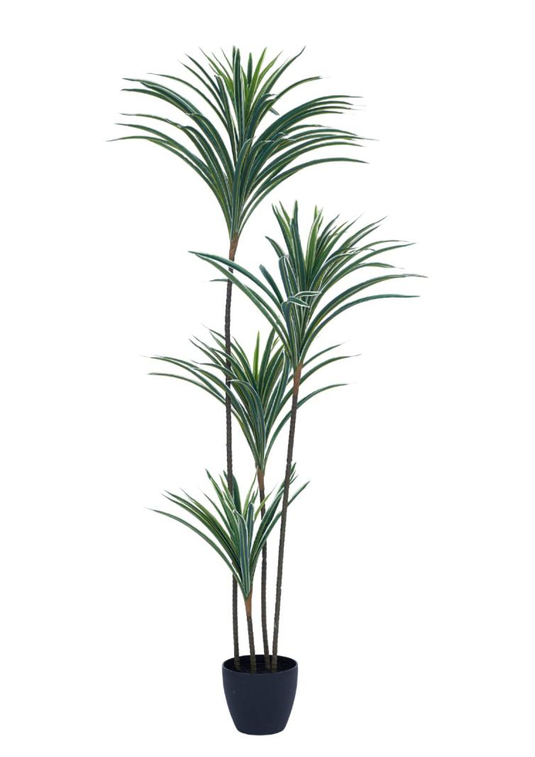 1.3m 4 Head 156 Leaves 4 In 1 Yucca Plant In Pot