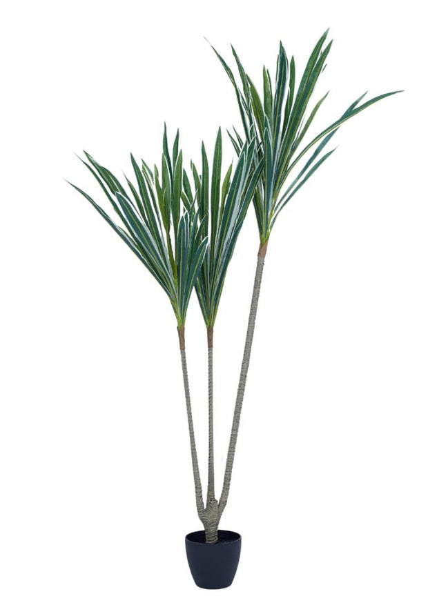 1.35m 3 In 1 Horsetail Yucca Plant In Pot