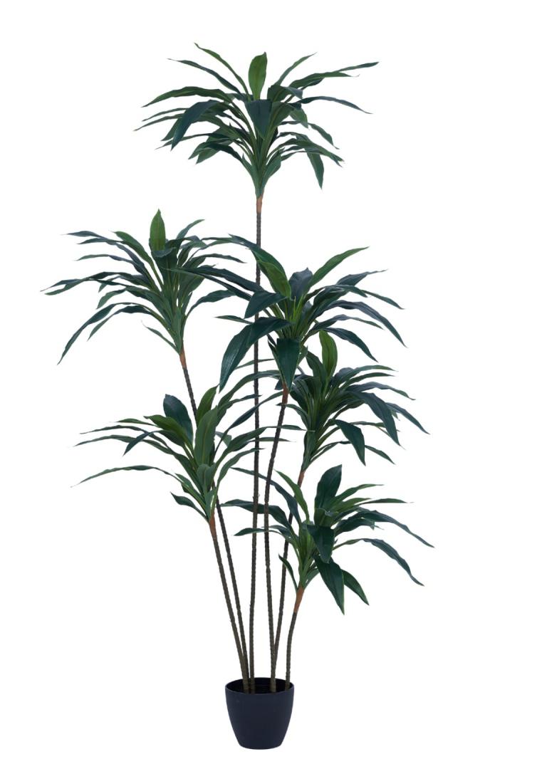 1.5m 6 Head Fat Green Dracenna Leaves Plant In Pot