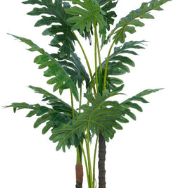 1.2m Jumbo Papayya Leaves Plant In Pot