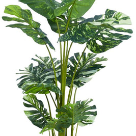 1.2m White Green Monsterra Leaves Plant In Pot