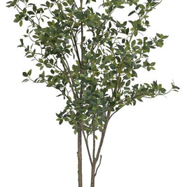 200cm New Multistem Tea Leaf Plant In Pot