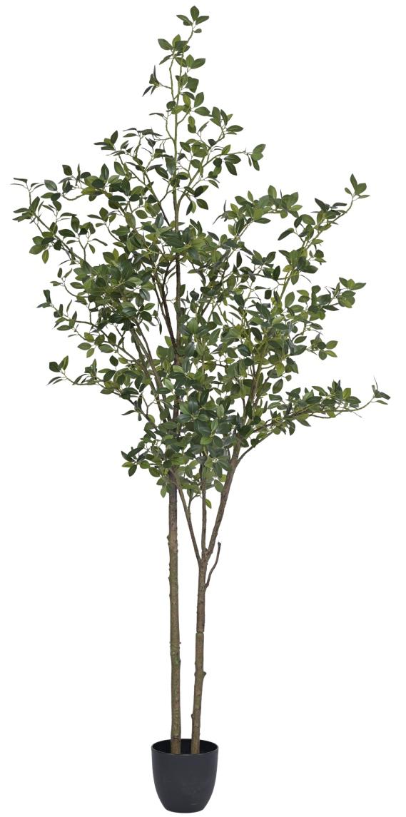 200cm New Multistem Tea Leaf Plant In Pot